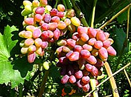 Descripción y secretos del cultivo exitoso de uvas "Arochny"