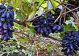 Opis, fotografije i karakteristike sorte grožđa "Romeo"