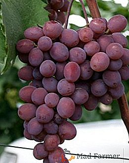 Variedade de uva extra precoce Kishmish Zaporozhye