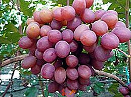 Variedad de uva gourmet temprano