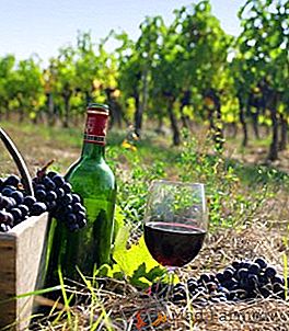 Winogrona "Cabernet Sauvignon": charakterystyka i uprawa produktów rolnych