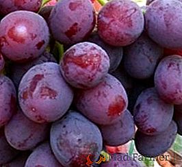 Les raisins "l'aube du Nesvetay" - les particularités de la variété