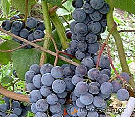 Raisins pour les régions septentrionales: description et caractéristiques de la variété Taiga