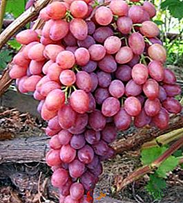 Виноград "Кишмиш променистий": опис та вирощування