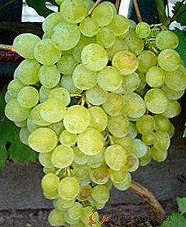Grapes Rusbol - descripción y características de la variedad