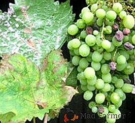 Como lidar com oidium em uvas