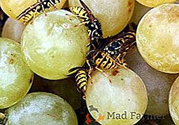 Come affrontare le vespe sull'uva