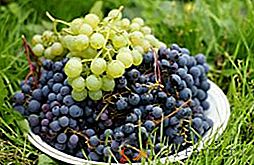 Como cultivar uvas na Sibéria