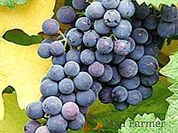 Como cultivar uvas nos Urais: plantar e cuidar de bagas nas condições de geadas