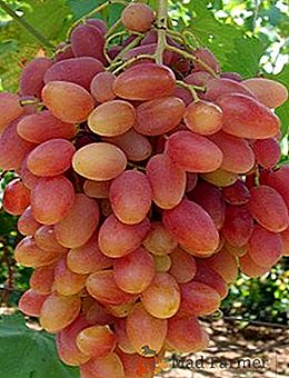 Como plantar mudas e cultivar uvas "Transfiguração" na sua região