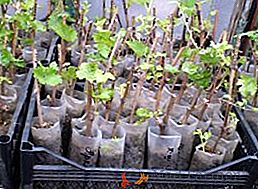 Come piantare piantine di uva in primavera
