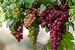 Як правильно доглядати за виноградом навесні