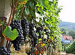 Come tagliare correttamente l'uva dai germogli non necessari in estate