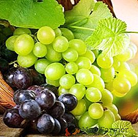 Como transplantar e não danificar as uvas?