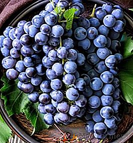 Jak podlewać i karmić winogrona wiosną