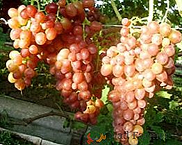 Winogrona muszkatołowe "Tason": czy warto przeznaczyć miejsce w winnicy?