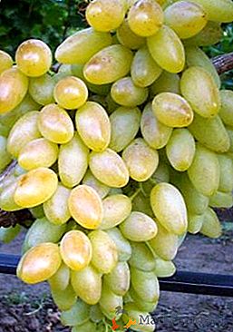 Originalmente dos EUA: as peculiaridades das variedades de uva em crescimento "Centenário"
