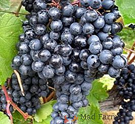 Sadzenie i dbanie o winogrona "Pamięci Dombkovskaya" w kraju