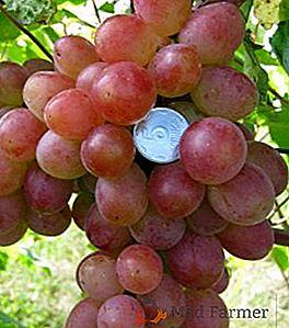 Plantar e cuidar de uvas "Em memória de um cirurgião" no país
