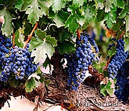 Regras para o processamento de uvas antes do abrigo: como preparar uma planta para o inverno