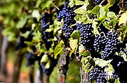 Pomladno hranjenje grozdja: najboljši nasvet