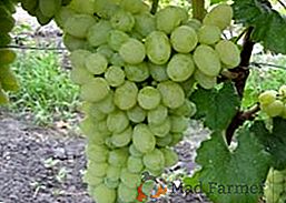 Estable y sin pretensiones: variedad de uva White Miracle