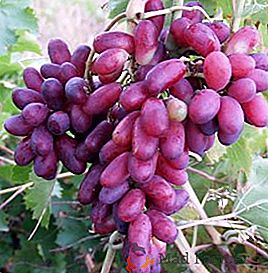 Ravno iz Magaracha: neke vrste grozdja Zest