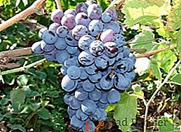 Grau técnico de uvas Alpha