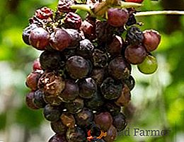 Que de traiter l'anthracnose des raisins?