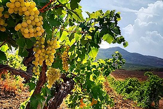 Wydajność winogron wzrosła trzykrotnie