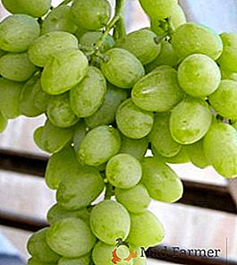 Ultra-Earthen Grapes "Elegant": opis i uprawa odmiany