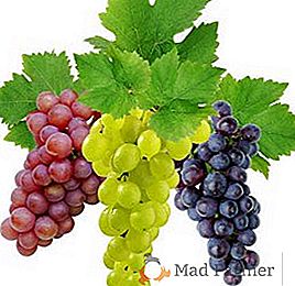 Quels médicaments utiliser dans le vignoble: fongicides pour les raisins