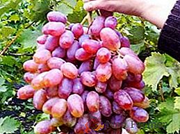 Чим гарний сорт винограду "Юліан" і як за ним доглядати