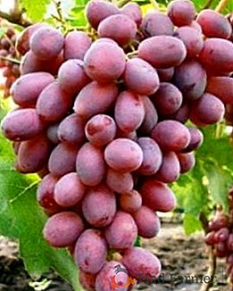 Las mejores variedades de uva para la región de Moscú
