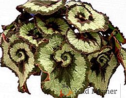 Boli și distrugători de begonia: descrierea și metodele de tratare a acestora