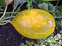 Choroby a škodcovia melónov, hlavné problémy kultivácie