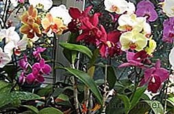 Kako preprečiti in zdraviti orhideje pred boleznimi