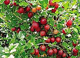 Какво причинява цариградско грозде и как да го излекувате?