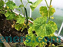 Vynuogių lapai ir kiaušidės ant agurkų šiltnamyje: simptomai, priežastys ir gydymas