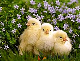 Cómo alimentar adecuadamente a los pollos en los primeros días de vida