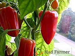 O que você precisa saber sobre o cultivo de pimenta em condições abertas