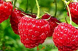Raspberry "Kuzmina's News": características, cultivo agrícola