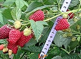 Malina Polka: descrierea și cultivarea fructelor mari
