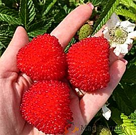 Les particularités de la culture de la fraise de framboise