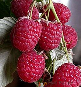 Raspberry Canadian: descrizione e coltivazione della varietà