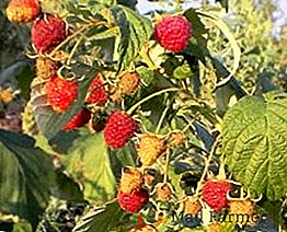 Raspberry Heracles: descrierea soiului, plantarea si cresterea