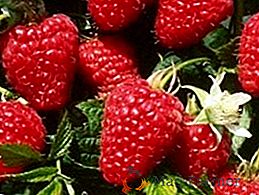 Raspberry "Himbo Top": característico, cultivo agrícola