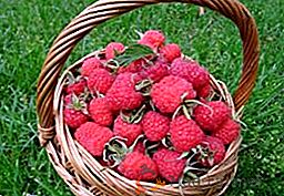 Sadim Raspberry Pride of Russia en su jardín