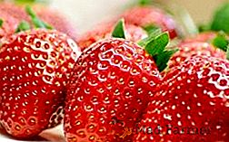 Caracteristicile căpșunilor în creștere într-o seră