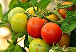 Caracteristicile de tomate de cultivare "Dubrava" în zona suburbană